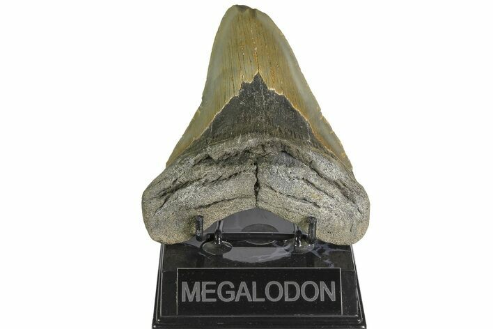 Bargain, Fossil Megalodon Tooth - North Carolina #182663